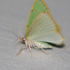 Comostola laesaria at Sheldon, QLD - suppressed