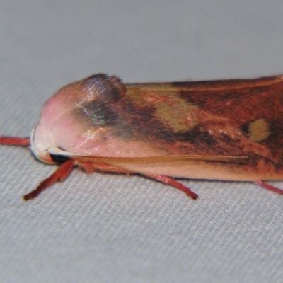 Cryptophasa rubescens (A Xyloryctid moth (Xyloryctidae)) at Sheldon, QLD - 30 Nov 2007 by PJH123