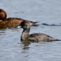 Oxyura australis (Blue-billed Duck) at West Belconnen Pond - 2 Dec 2023 by Thurstan