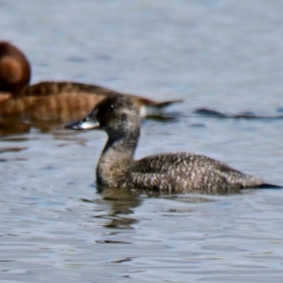 Oxyura australis (Blue-billed Duck) at Dunlop, ACT - 1 Dec 2023 by Thurstan