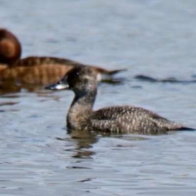 Oxyura australis (Blue-billed Duck) at West Belconnen Pond - 1 Dec 2023 by Thurstan