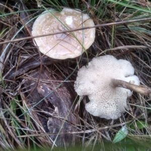 Lentinus arcularius at Cooma, NSW - 29 Nov 2023 02:06 PM