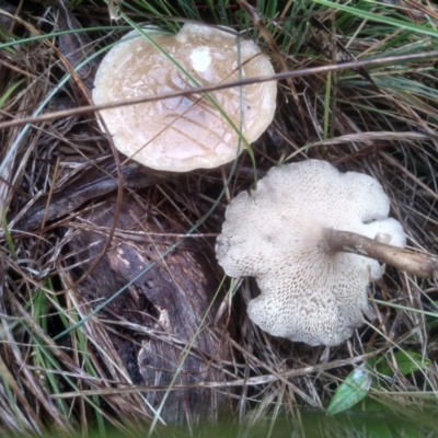 Lentinus arcularius (Fringed Polypore) at Cooma, NSW - 29 Nov 2023 by mahargiani