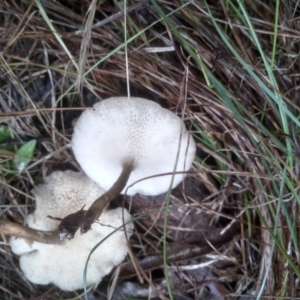 Lentinus arcularius at Cooma, NSW - 29 Nov 2023 02:06 PM