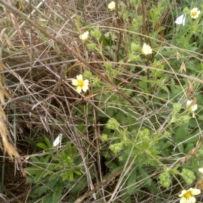 Potentilla recta (Sulphur Cinquefoil) at Polo Flat, NSW - 1 Dec 2023 by mahargiani