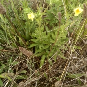 Potentilla recta at Polo Flat, NSW - 2 Dec 2023