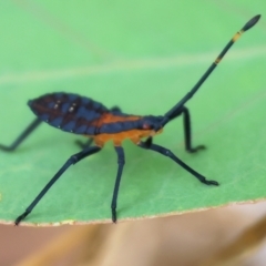 Amorbus alternatus (Eucalyptus Tip Bug) at WREN Reserves - 1 Dec 2023 by KylieWaldon