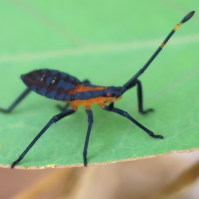 Amorbus alternatus (Eucalyptus Tip Bug) at WREN Reserves - 1 Dec 2023 by KylieWaldon