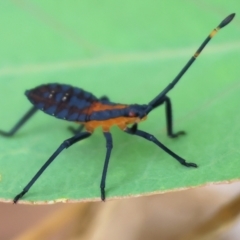 Unidentified Other true bug at Wodonga, VIC - 30 Nov 2023 by KylieWaldon