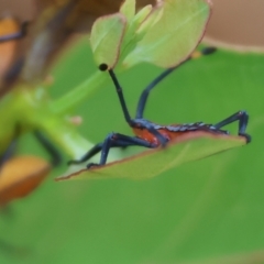 Amorbus alternatus at WREN Reserves - 1 Dec 2023 07:48 AM