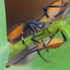 Amorbus alternatus at WREN Reserves - 1 Dec 2023 07:48 AM