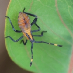 Amorbus alternatus at WREN Reserves - 1 Dec 2023 07:48 AM