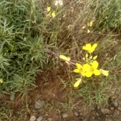 Diplotaxis tenuifolia at Cooma Grasslands Reserves - 1 Dec 2023 by mahargiani