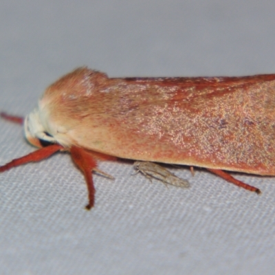 Cryptophasa rubescens (A Timber Moth) at Sheldon, QLD - 30 Nov 2007 by PJH123