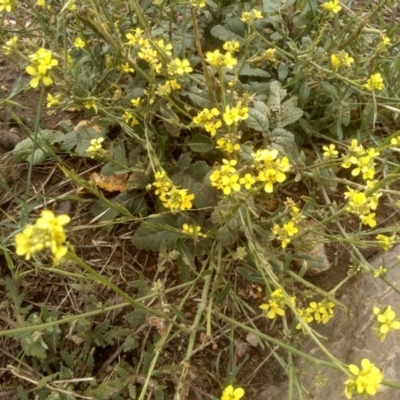 Hirschfeldia incana (Buchan Weed) at Polo Flat, NSW - 1 Dec 2023 by mahargiani