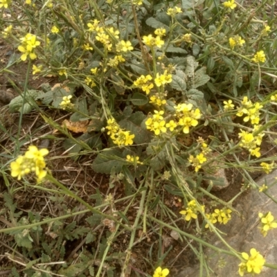 Hirschfeldia incana (Buchan Weed) at Cooma Grasslands Reserves - 2 Dec 2023 by mahargiani