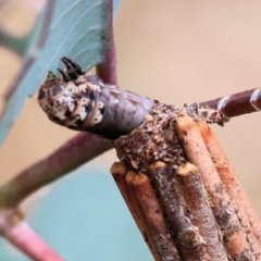 Unidentified Case moth (Psychidae) at Wodonga - 1 Dec 2023 by KylieWaldon