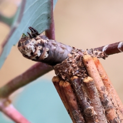 Unidentified Case moth (Psychidae) at Wodonga - 30 Nov 2023 by KylieWaldon
