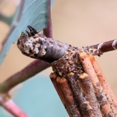 Unidentified Case moth (Psychidae) at Wodonga - 30 Nov 2023 by KylieWaldon