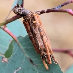 Clania (genus) at Wodonga - 1 Dec 2023 07:50 AM