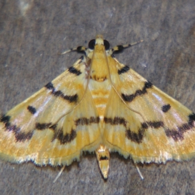 Dichocrocis clytusalis (Kurrajong Leaf-tier, Kurrajong Bag Moth) at Sheldon, QLD - 30 Nov 2007 by PJH123
