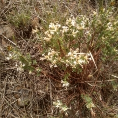 Pimelea linifolia subsp. caesia (Slender Rice Flower) at Cooma Grasslands Reserves - 2 Dec 2023 by mahargiani