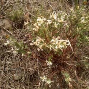 Pimelea linifolia subsp. caesia at Cooma Grasslands Reserves - 2 Dec 2023 10:06 AM