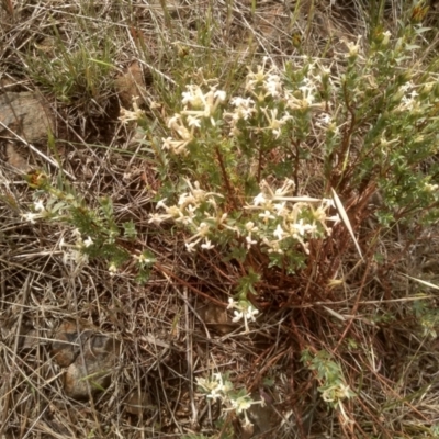 Pimelea linifolia subsp. caesia (Slender Rice Flower) at Cooma Grasslands Reserves - 2 Dec 2023 by mahargiani