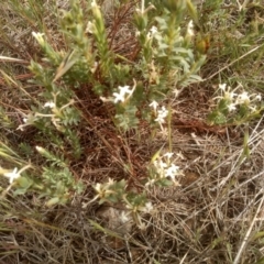 Pimelea linifolia subsp. caesia at Cooma Grasslands Reserves - 2 Dec 2023 10:06 AM