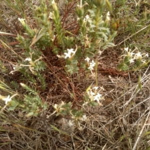 Pimelea linifolia subsp. caesia at Cooma Grasslands Reserves - 2 Dec 2023