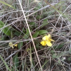 Goodenia paradoxa (Spur Goodenia) at Cooma Grasslands Reserves - 2 Dec 2023 by mahargiani