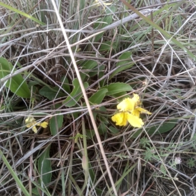 Goodenia paradoxa (Spur Goodenia) at Cooma Grasslands Reserves - 2 Dec 2023 by mahargiani