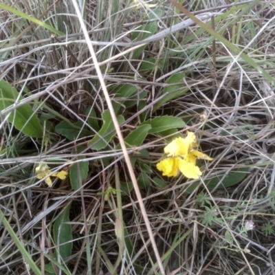 Velleia paradoxa (Spur Velleia) at Cooma, NSW - 1 Dec 2023 by mahargiani