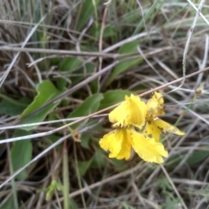 Velleia paradoxa at Cooma Grasslands Reserves - 2 Dec 2023