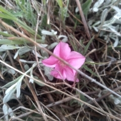 Convolvulus angustissimus subsp. angustissimus (Australian Bindweed) at Cooma Grasslands Reserves - 2 Dec 2023 by mahargiani