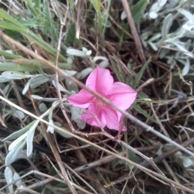 Convolvulus angustissimus subsp. angustissimus (Australian Bindweed) at Cooma, NSW - 1 Dec 2023 by mahargiani