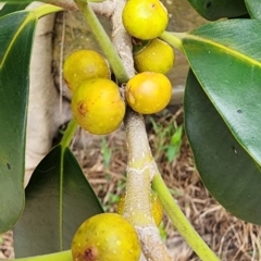 Ficus rubiginosa at Northbridge, NSW - 2 Dec 2023