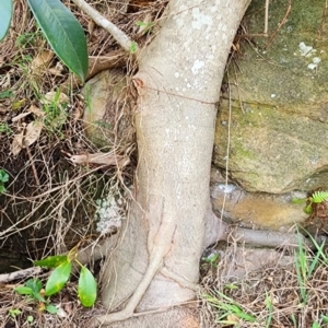 Ficus rubiginosa at Northbridge, NSW - 2 Dec 2023