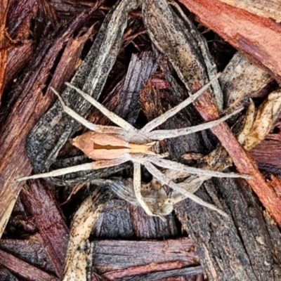 Argoctenus sp. (genus) (Wandering ghost spider) at Conder, ACT - 30 Nov 2023 by Halina