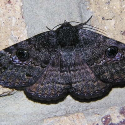 Unidentified Noctuoid moth (except Arctiinae) at Sheldon, QLD - 30 Nov 2007 by PJH123