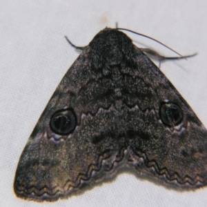 Donuca castalia at Sheldon, QLD - 1 Dec 2007