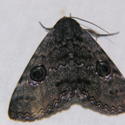 Donuca castalia (An Erebid moth (Catocalini)) at Sheldon, QLD - 1 Dec 2007 by PJH123