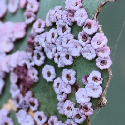 Ceroplastes rubens at WREN Reserves - 1 Dec 2023 by KylieWaldon