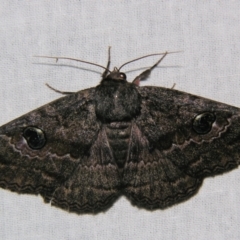 Donuca castalia (An Erebid moth (Catocalini)) at Sheldon, QLD - 30 Nov 2007 by PJH123