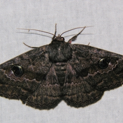 Donuca castalia (An Erebid moth (Catocalini)) at Sheldon, QLD - 30 Nov 2007 by PJH123