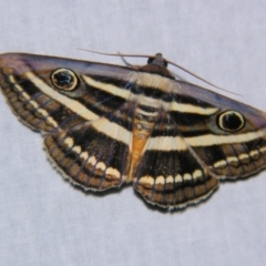 Donuca orbigera (A Noctuid moth (Eribidae)) at Sheldon, QLD - 1 Dec 2007 by PJH123