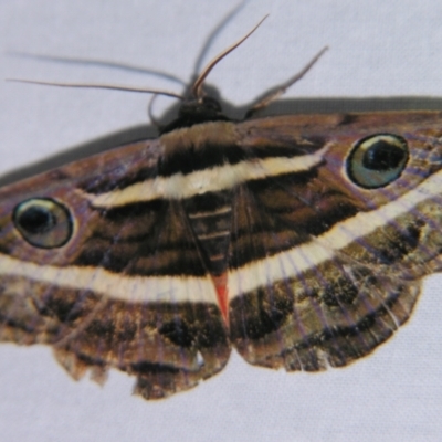 Donuca rubropicta (White Banded Noctuid Moth) at Sheldon, QLD - 1 Dec 2007 by PJH123