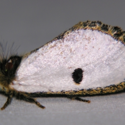 Epicoma melanospila (Black Spot Moth) at Sheldon, QLD - 1 Dec 2007 by PJH123