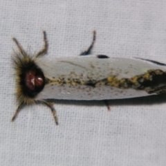 Epicoma melanospila at Sheldon, QLD - suppressed