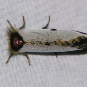 Epicoma melanospila at Sheldon, QLD - suppressed